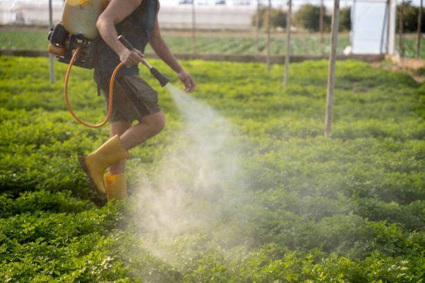 Best Termite Control Services  in Wailuku, HI