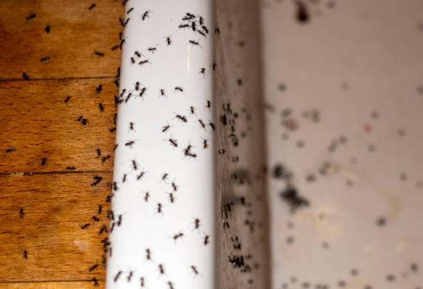 Best Wasp Removal Services  in Wailuku, HI