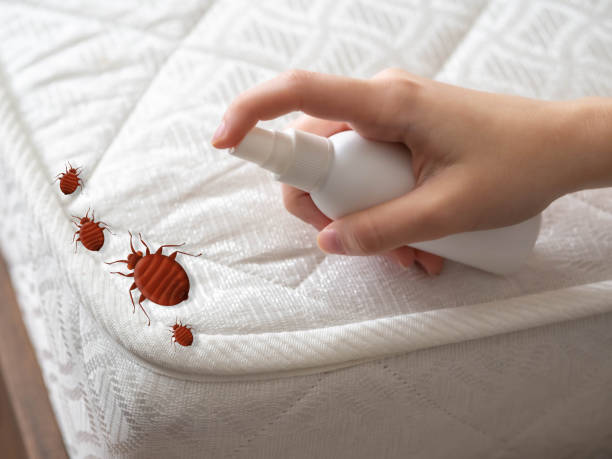 Best Flea Control Services  in Wailuku, HI