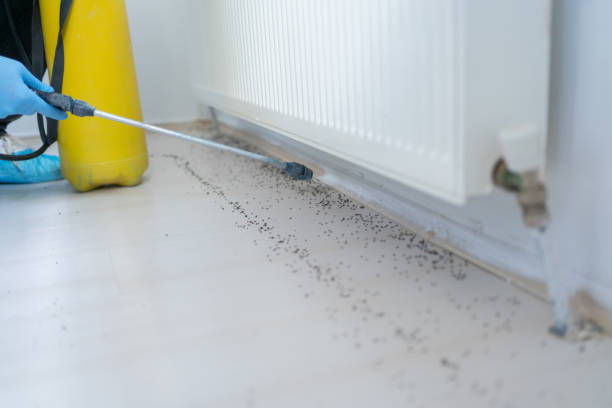 Flea Control Services in Wailuku, HI