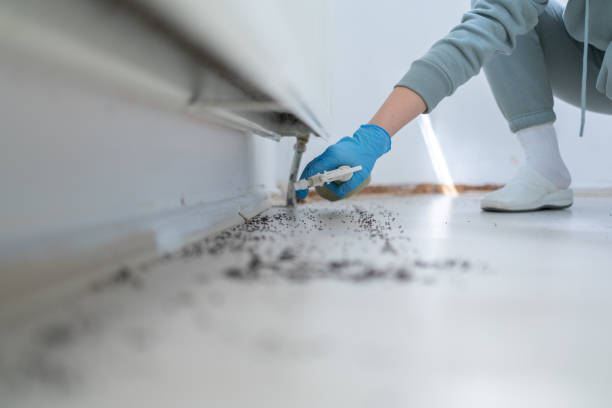 Pest Prevention Services in Wailuku, HI